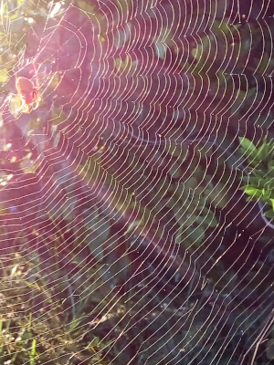 [The spider and the center of the web are in the upper left corner of the image. In this quarter section of the total web are at least seven main threads from the center to the outer edge. A series of at least 40 concentric circle connector threads radiate from the center. The light hits the web such that the web is in detail and clearly visible and the greenery behind it is blurred.]